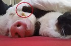 Wat deze kat doet met het slapende varken is ongelooflijk!