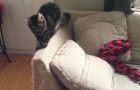 Zijn katten ruïneerden al zijn meubels... daar bedacht hij een verrassende oplossing voor!