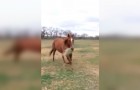 Een paard komt aanlopen met een mond vol hooi: wat hij ermee wil doen is hartverwarmend