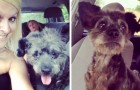 Una donna adotta un cane malato per rendere speciali i suoi ultimi giorni di vita