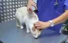 Die Katze will nicht ruhig sitzen, aber der Tierarzt kennt einen überraschenden Trick 