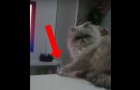 He jumps on the kitchen table and shows you what cats do best ... Hilarious!