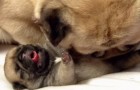 Met deze video kun je IEDEREEN overhalen om een pup in huis te nemen