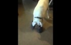 Ce que fait ce chien avec les CROCS vous offrira 20 secondes de rire assuré :)