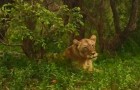 Een leeuwin wordt na een paar dagen herenigd met haar troep: ONTROEREND!