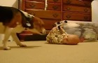 De ouders van deze baby maken zich zorgen over de reactie van de hond: kijk wat er gebeurt als ze de twee aan elkaar voorstellen