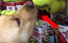 He tells his dog to choose a toy ... what he does is totally unexpected !