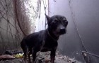 Deze hond woont op een industrieterrein vol giftige stoffen: kijk wat er gebeurt als je de hond probeert te naderen