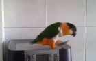 We weten allemaal dat papegaaien kunnen praten, maar deze papegaai kan nog veel meer!