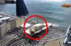 When you'll see who's sunbathing on this deserted beach, you will not believe your eyes!