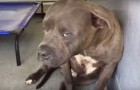 This pitbull was used for fighting: here's what he does when someone shows him affection !