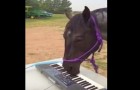 Da a su caballo un teclado...pero lo que sucede luego sorprendera incluso a ella!