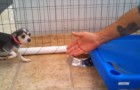 Vidéos de Sauvetages