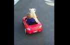 Das Kind will das Auto lenken, doch sein Hund hat was anderes vor....