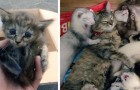 Un gattino viene adottato da una famiglia di furetti. E ora crede di essere un furetto.