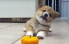 This puppy just can't accept the existence of a mini pumpkin. Adorable!