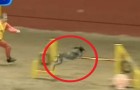 Das Video eines der schnellsten Hunde der Welt macht Gänsehaut