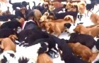 Hundreds of dogs stand in a circle: find out what happens in this magical place!