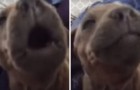 The puppy thinks his friend is crying: this is how he reacts
