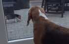 Deze beagle krijgt de verrassing van zijn leven...