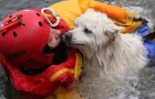 Un cane ringrazia il pompiere che lo ha salvato: ecco chi sono i veri eroi