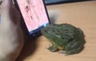 Una rana come los insectos del smartphone