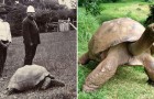 Een Foto Uit 1902 En Uit 2014: Een In Zwart-wit, De Andere In Kleur, Maar De Schildpad Is Hetzelfde