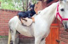 Deze hond wordt de 'paardenfluisteraar' genoemd: in deze video zie je waarom!
