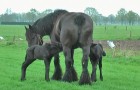 A mother gives birth to two baby horses: here are some beautiful moments, filmed 4 days later. 