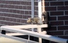Video of Squirrels
