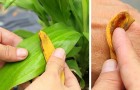 Au lieu de jeter les peaux de bananes, découvrez ces 6 utilisations inattendues et utiles