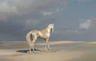 Die Eigenschaften des Akhal-Teke, einem der schönsten Pferde der Welt