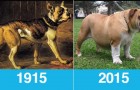 Dezelfde rashonden nu en 100 jaar geleden gefotografeerd: was het echt de moeite waard?