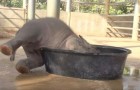 An elephant is making a real mess, but wait until mom arrives ...