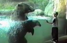 A child approaches the bear, but neither he nor his parents expect this reaction !