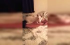 She lived all her life in a cage: here's what she does when she gets on a bed for the first time