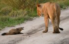 Une lionne rencontre un jeune renard, mais son comportement laisse les photographes incrédules