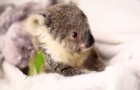 They start taking a photoshoot of a baby koala, but no one expected such a model!