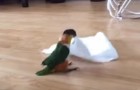 She gives her parrot a paper towel, but didn't expect this!