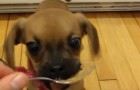 The first meeting of this puppy with peanut butter is amazing !