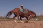 El caballo mas haragan del mundo: se acercan a montarlo y sucede lo increible