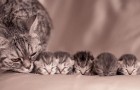 Scatti di straordinaria dolcezza tra mamme gatto e i loro teneri cuccioli