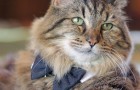 Ecco a voi il gatto più vecchio del mondo: ben 121 anni di saggezza felina!