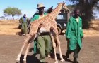 La madre di questa giraffa è scomparsa, ma guardate cosa fa quando la avvicinano