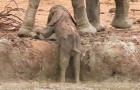 Ein kleiner Elefant steckt fest und braucht Hilfe, die Antwort der Herde wird euch sprachlos machen 