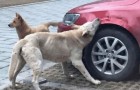Een man heeft een hond weggejaagd door het dier weg te schoppen, maar hij heeft er niet op gerekend dat de hond zou terugkomen voor wraak!