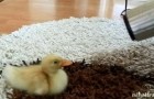 the most tender duckling of the world 