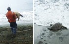 Un uomo acquista 2 tartarughe marine dal mercato nero: ciò che farà merita un applauso