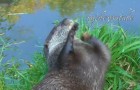 Een otter vindt een kiezelsteen in het water: als je ziet wat hij daarmee doet, zul je je ogen niet geloven!