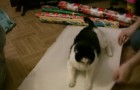 The cat sits on some wrapping paper: what happens next is HILARIOUS
